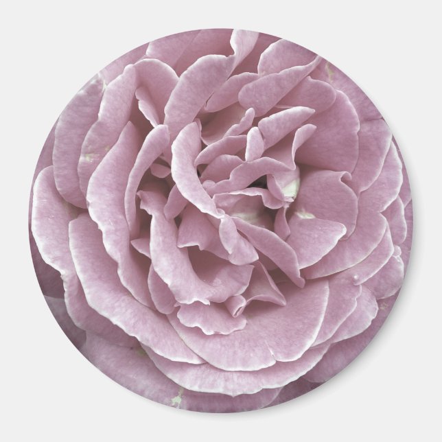 Pink Rose Magnets (Front)