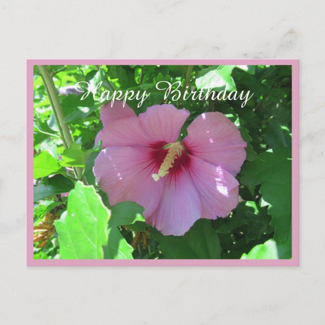Pink Rose Of Sharon Photo Birthday Postcard (Front)