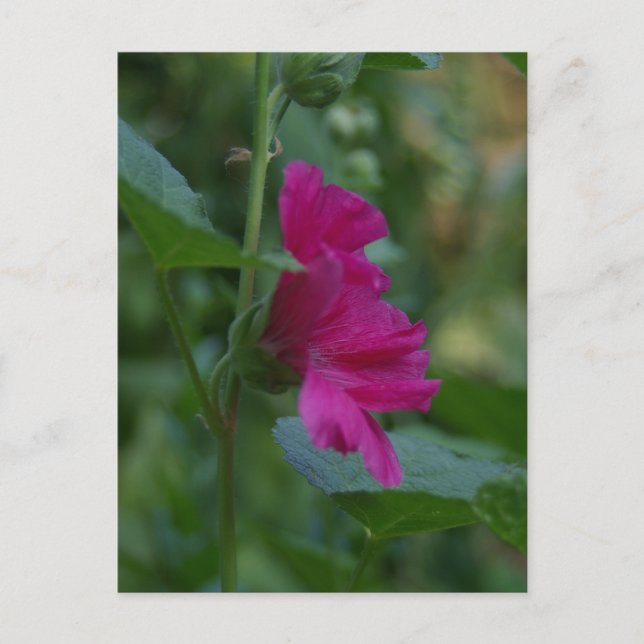 Pink Rose of Sharon Postcard (Front)