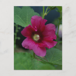 Pink Rose of Sharon Postcard