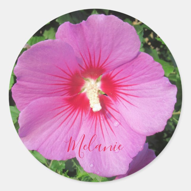 Pink Rose of Sharon Waterdrops Petals Personalized Classic Round Sticker (Front)