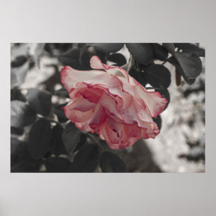 Pink Rose on Black and White Background Photo Poster