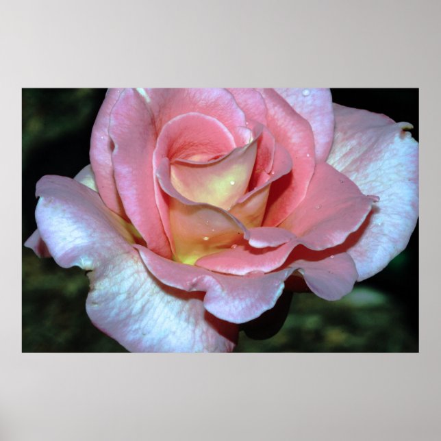 Pink Rose on Canvas Print (Front)