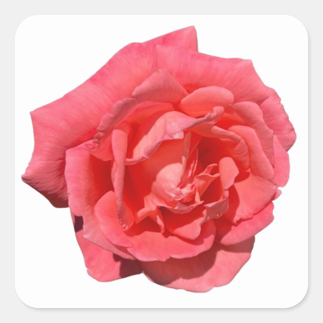 Pink Rose On Custom Background Square Sticker (Front)