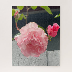 Pink Rose on Wooden Fence, Oakland Jigsaw Puzzle