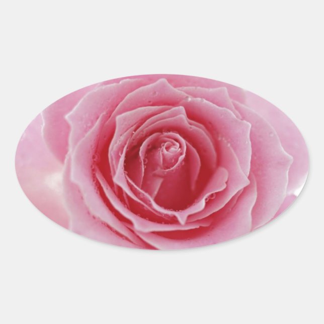 Pink Rose Oval Sticker (Front)