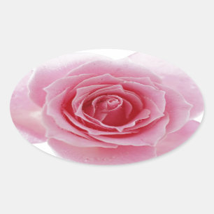 Pink Rose Oval Sticker