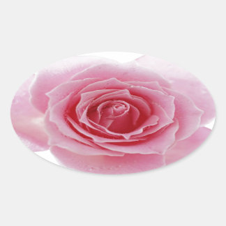 Pink Rose Oval Sticker