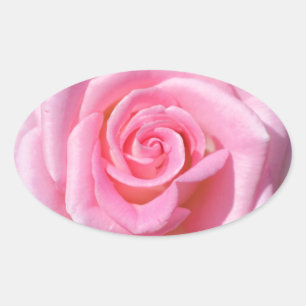 Pink Rose Oval Stickers