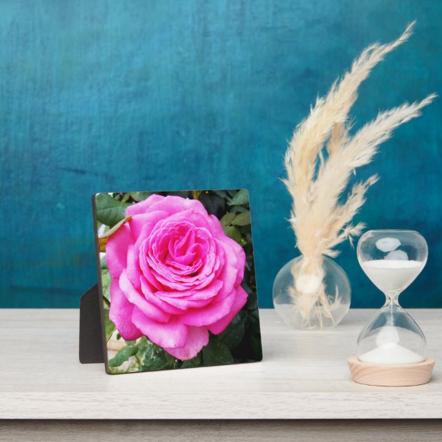 Pink Rose Passion, Plaque (Insitu)