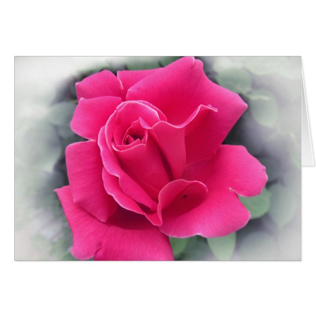 Pink Rose Petals (Front Horizontal)