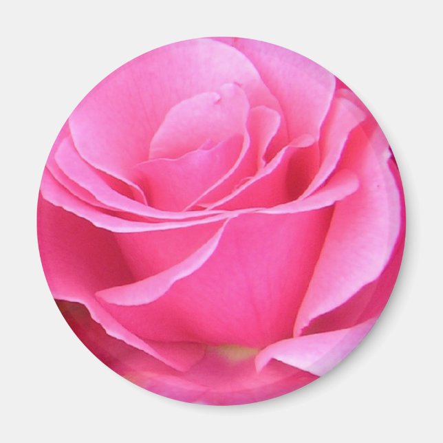 Pink Rose Petals customizable magnet (Front)