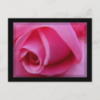 Pink Rose Petals