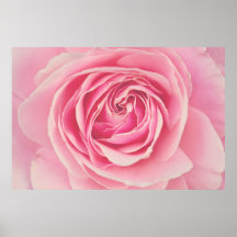 Pink Rose Petals