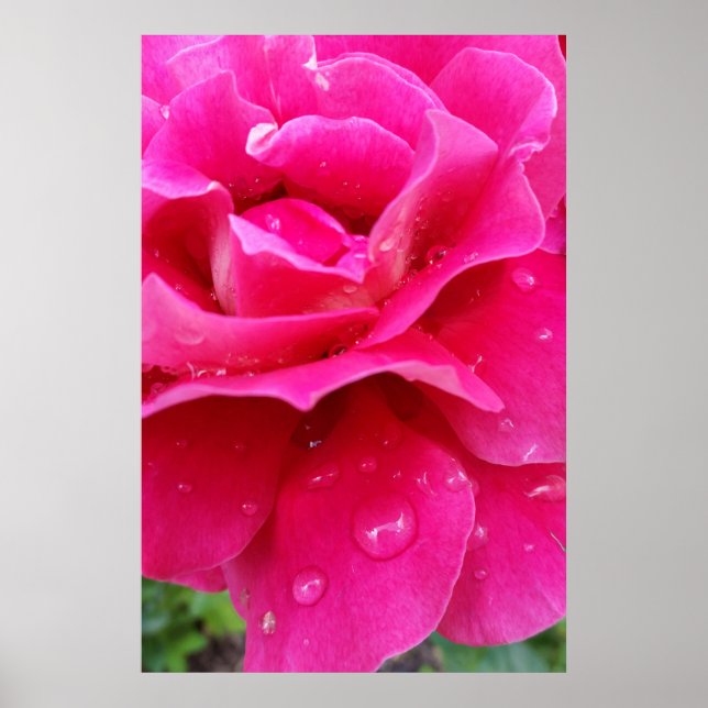 pink rose petals poster (Front)