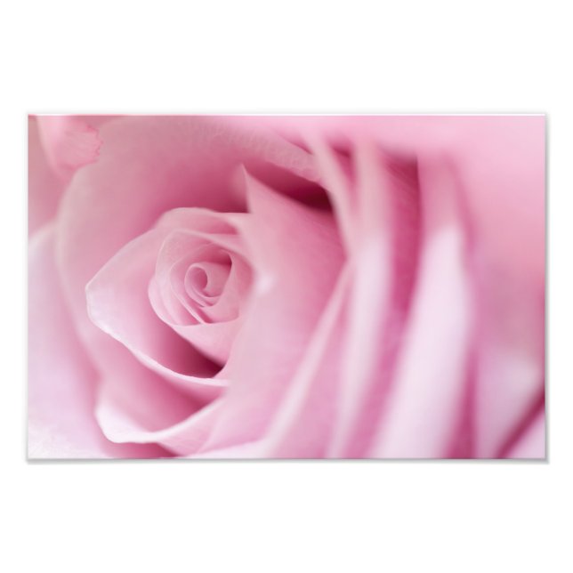 Pink Rose Photo Print (Front)