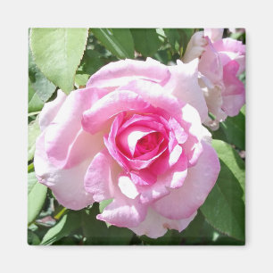 Pink Rose Photo Square Magnet