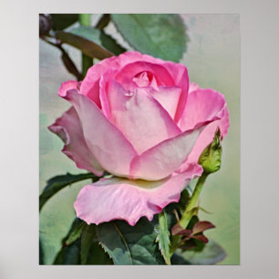 Pink Rose Photographic Art Print