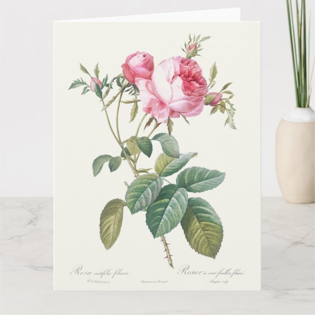 Pink Rose Pierre-Joseph Redoute Greeting Card (Front)