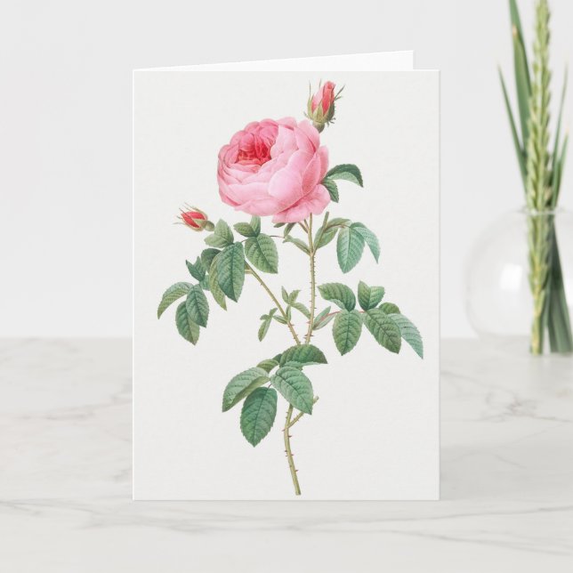 Pink Rose Pierre-Joseph Redoute Greeting Card (Front)