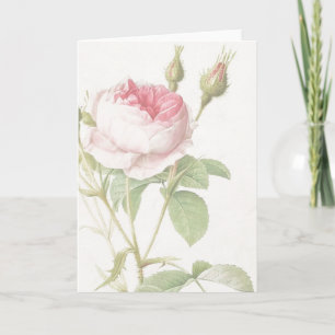 Pink Rose Pierre-Joseph Redoute Greeting Card