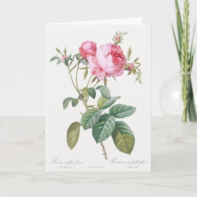 Pink Rose Pierre-Joseph Redoute Greeting Card (Front)