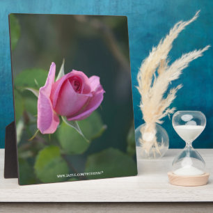 Pink Rose Plaque