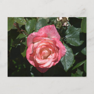Pink Rose Postcard