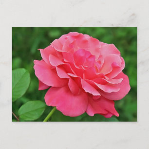 Pink Rose Postcard