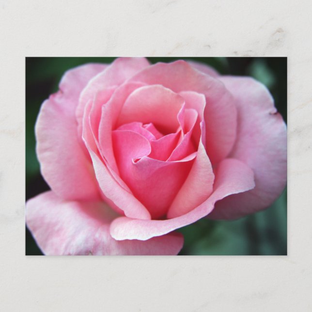 Pink Rose Postcard (Front)