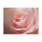 Pink Rose  Postcard