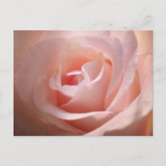 Pink Rose  Postcard (Front)