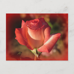 Pink Rose Postcard