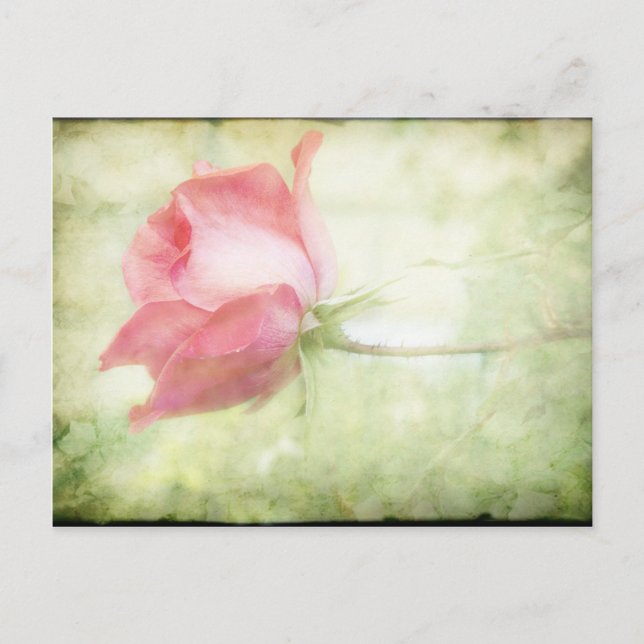 Pink Rose Postcard (Front)