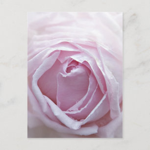 Pink rose postcard
