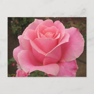 Pink Rose Postcard