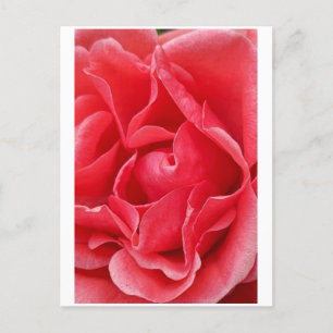 Pink Rose Postcard