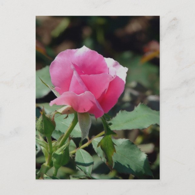 Pink Rose Postcard (Front)