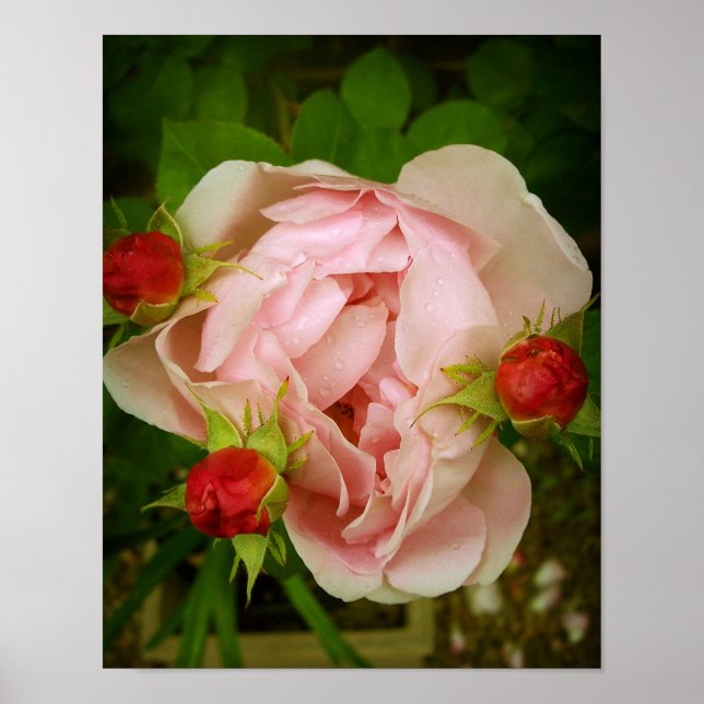 Pink Rose Poster (Front)