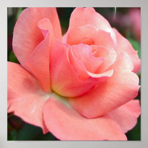 Pink Rose Poster