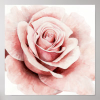 Pink Rose