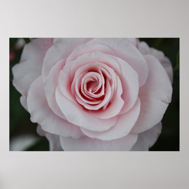 Pink Rose Poster (Front)