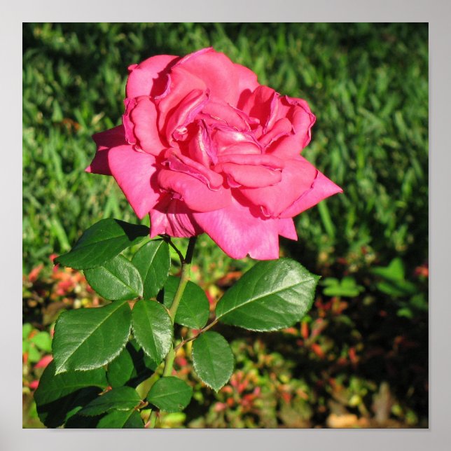 Pink Rose poster (Front)