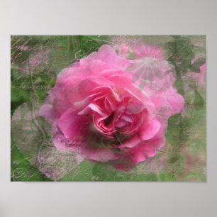 Pink Rose Poster