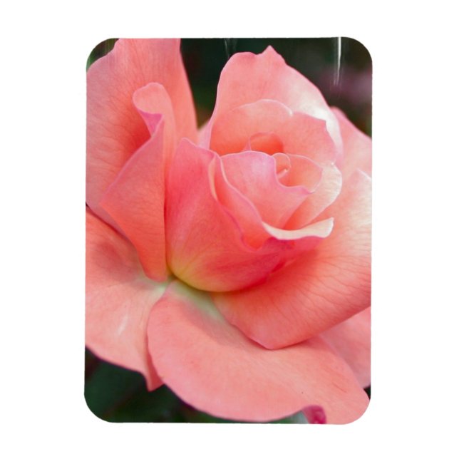 Pink Rose  Premium Magnet (Vertical)