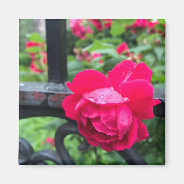 Pink Rose Raindrops Dew Garden Gate Photo Magnet (Front)