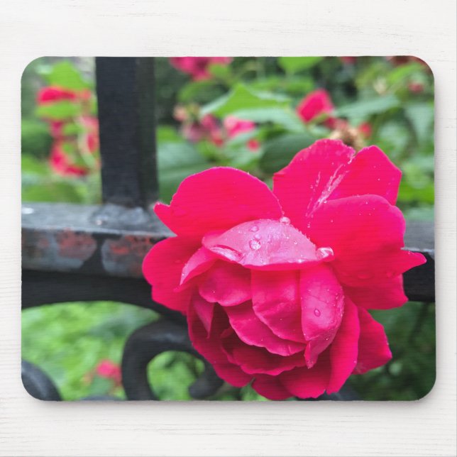 Pink Rose Raindrops Dew Garden Gate Photo Mouse Pad (Front)
