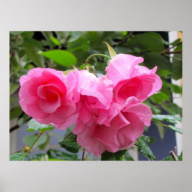 pink rose & raindrops poster (Front)