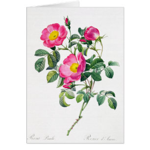 Pink Rose Rose Pierre-Joseph Redoute Carte de voeu
