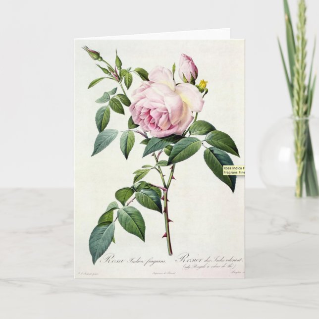 Pink Rose Rose Pierre-Joseph Redoute Carte de voeu (Devant)